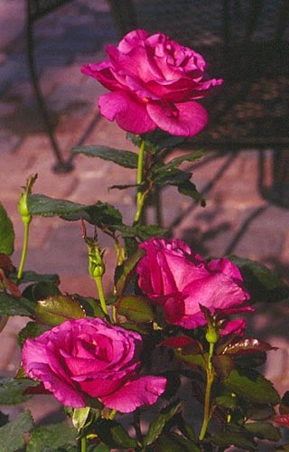 'Bob Bauer's Salt Lake City Rose Garden'  photo