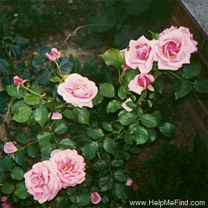 'Aloha (cl. hybrid tea, Boerner before 1949)' rose photo