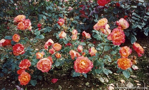 'Die Welt ® (hybrid tea, Kordes 1976)' rose photo