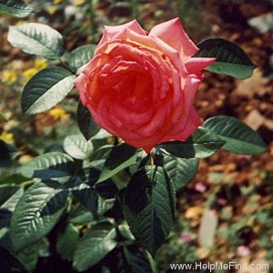 'Die Welt ® (hybrid tea, Kordes 1976)' rose photo