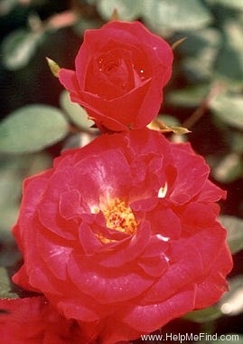 'Cherry Sunblaze ®' rose photo