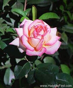 'Chicago Peace' rose photo