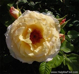 'Country Lady (hybrid tea, Harkness, 1987)' rose photo