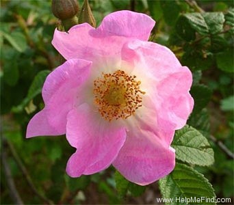 '<i>Rosa paulii</i> 'rosea'' rose photo