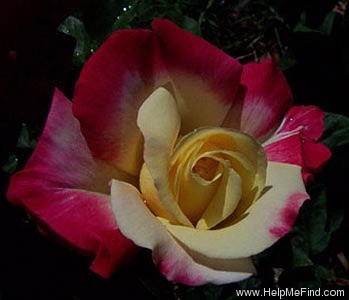 'Classic Beauty ™' rose photo