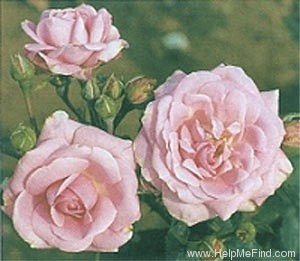'Auguste Seebauer' rose photo