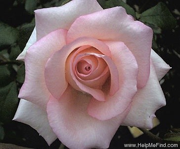 'Belami (hybrid tea, Kordes, 1985)' rose photo