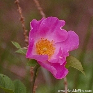 'Complicata' rose photo