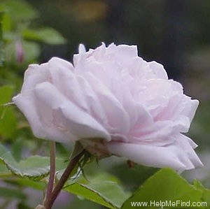 'Coquette des Blanches' rose, click to enlarge 'Coquette des Blanches' rose photo