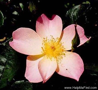 'Alexandra Rose (shrub, Austin, 1992)' rose photo