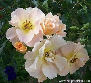 'Cottage Maid (shrub, Poulsen 1990)' rose photo