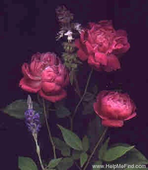 'Cramoisi Supérieur' rose photo