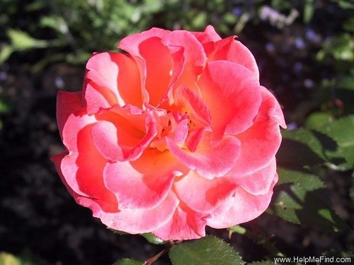 'Bucks Fizz' rose photo