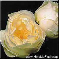 'Cyril Fletcher' rose photo