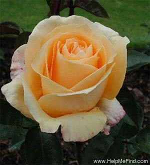 'MACpennsyl' rose photo