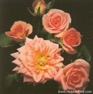 'Debra Gaye' rose photo