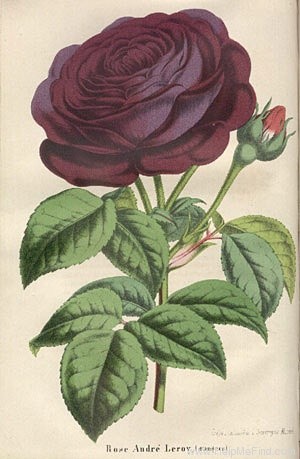 'André Leroy d'Angers' rose photo