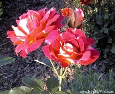 'Westminster' rose photo