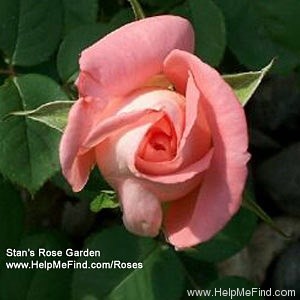 'Regatta (hybrid tea, Meilland, 1990)' rose photo