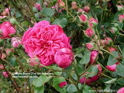 'Temptation (climber, Jacobus 1950)' rose photo