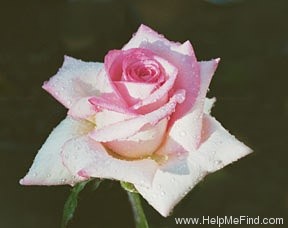 'Tickled Pink (hybrid tea, Schuurman, 1994)' rose photo