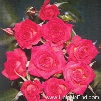 'Tiny Petals' rose photo