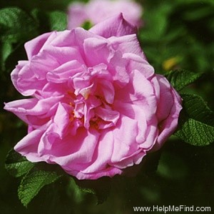 'Belle Poitevine' rose photo