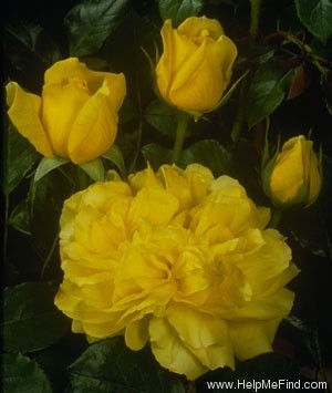 'Toulouse-Lautrec ®' rose photo