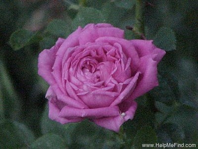 'Urdh' rose photo