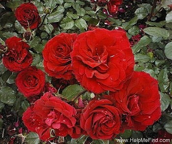 'Velvia' rose photo