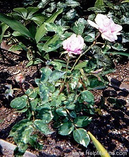'Verschuren' rose photo