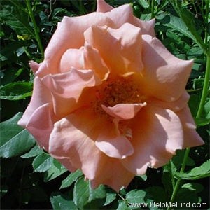 'Vesper' rose photo