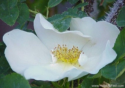 'Wildenfels Gelb' rose photo