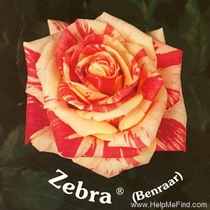 'Zebra' rose photo
