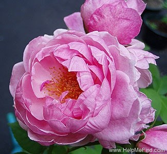 'Heather Austin' rose photo