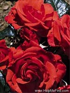 'Bill Slim' rose photo