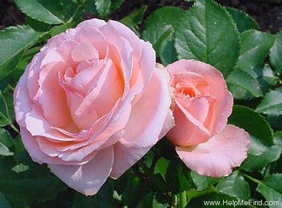 'Bill Warriner ™' rose photo