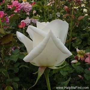 'Blanche Mallerin' rose photo