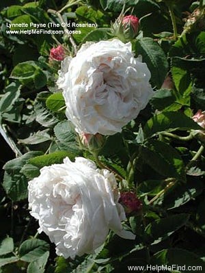 'Blanchefleur (hybrid centifolia, Vibert, 1835)' rose photo