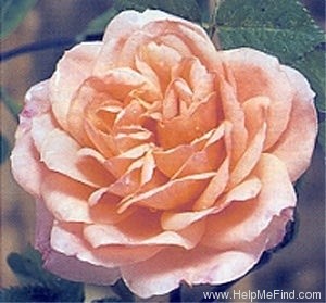 'Blessings' rose photo