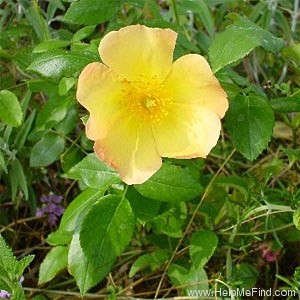 'Bloomfield Dainty' rose photo