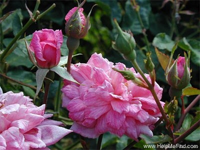 'Bougainville (noisette)' rose photo