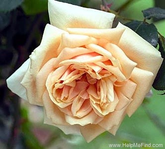 'Bouquet d'Or (noisette, Ducher, 1872)' rose photo