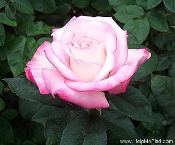 'Agnes Winchel (Hybrid Tea, Winchel, 1989)' rose photo