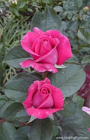 'Breathless ™ (hybrid tea, Warriner, 1992)' rose photo