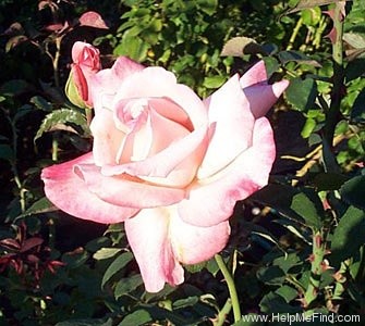 'Bride (hybrid tea, Fryer, 1995)' rose photo