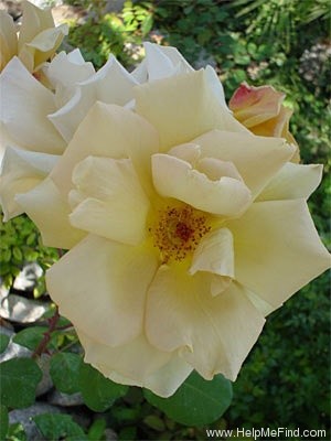 'Butterscotch (Large Flowered Climber, Warriner 1986)' rose photo