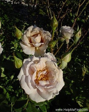 'Café Olé' rose photo