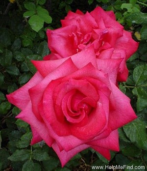 'Ain't She Sweet' rose photo
