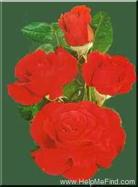 'Cardinal Song ™' rose photo